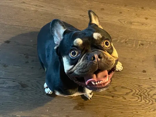 Chill and Playful Frenchie based just outside of CA
